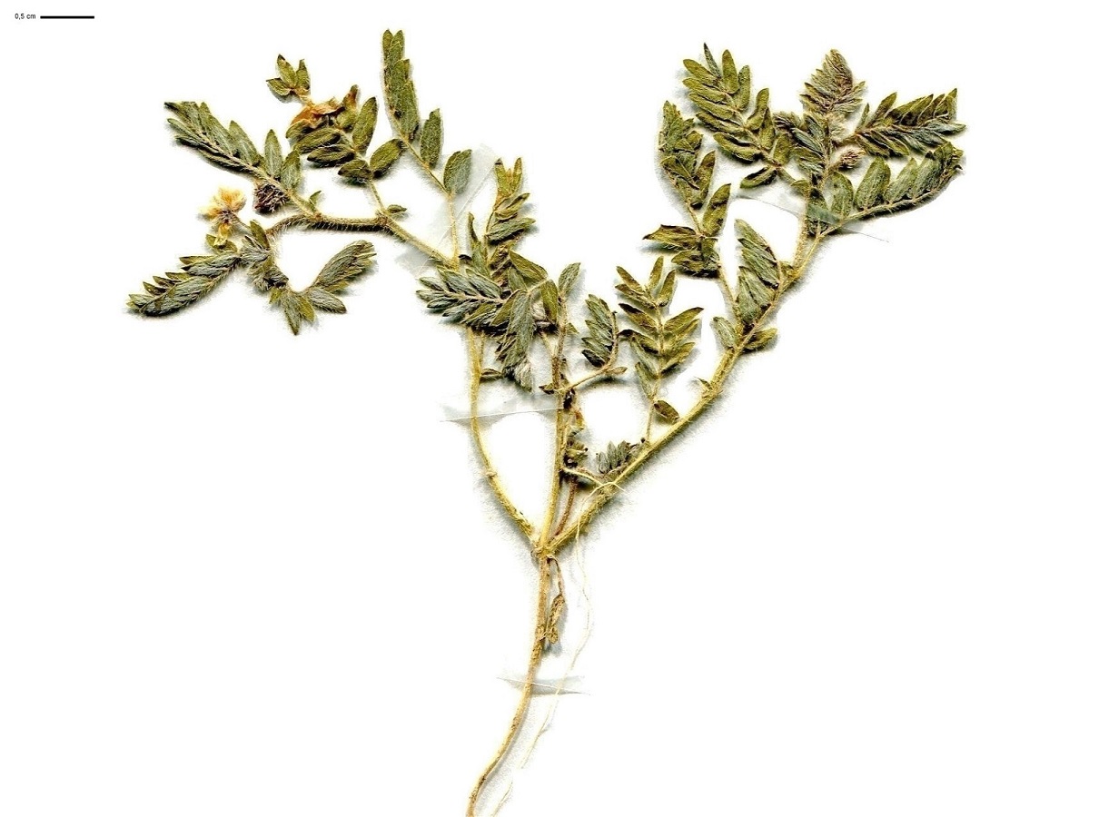 Tribulus terrestris (Zygophyllaceae)